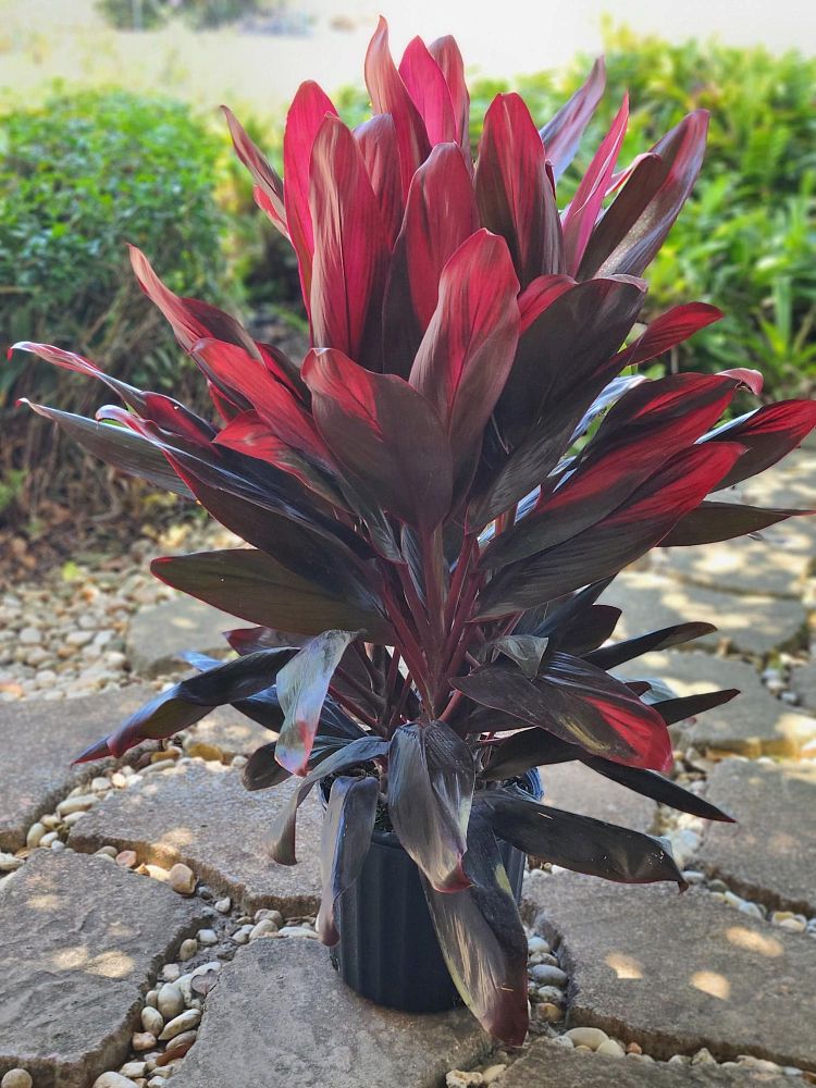 cordyline-florida-ti-plant-cordyline-terminalis-dracaena-terminalis
