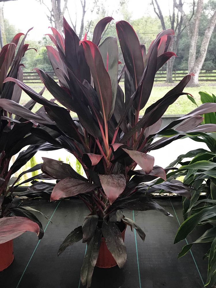cordyline-florida-ti-plant-cordyline-terminalis-dracaena-terminalis