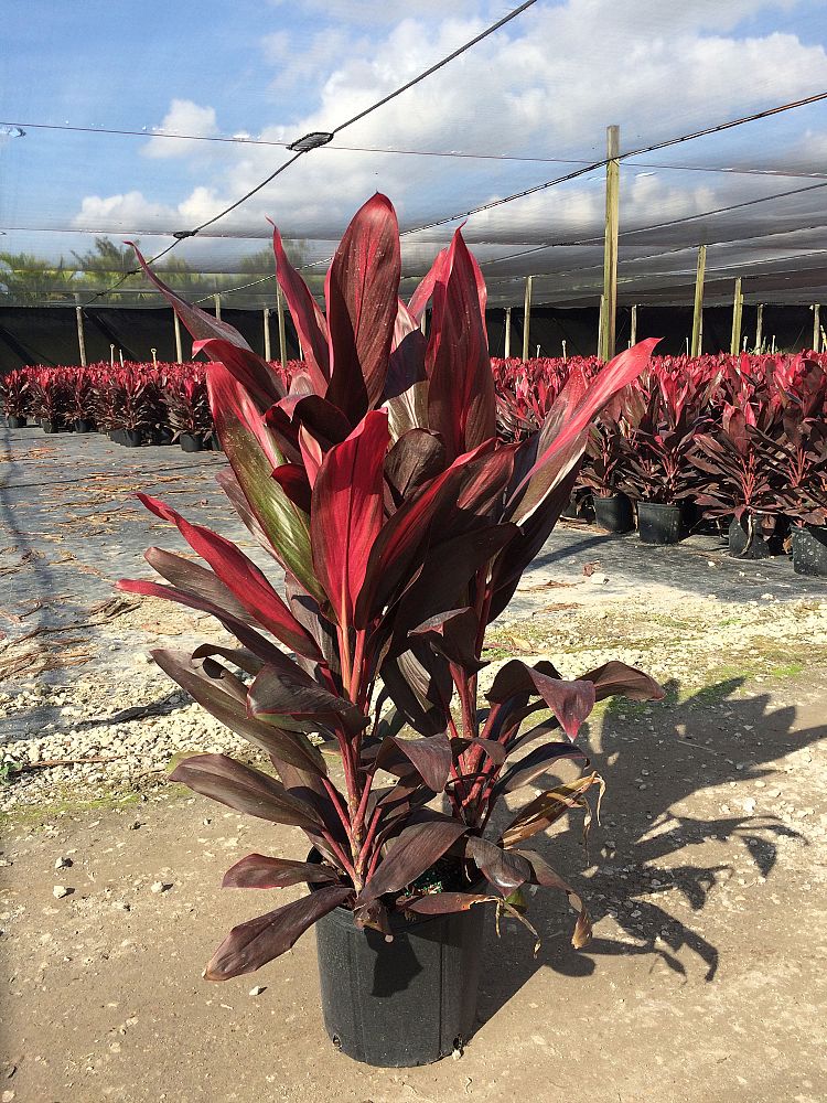cordyline-florida-ti-plant-cordyline-terminalis-dracaena-terminalis