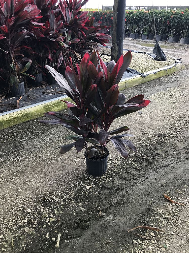 cordyline-florida-ti-plant-cordyline-terminalis-dracaena-terminalis