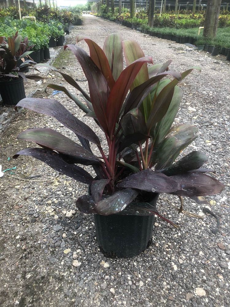 cordyline-florida-ti-plant-cordyline-terminalis-dracaena-terminalis