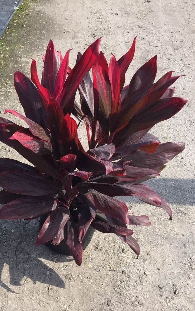 cordyline-florida-ti-plant-cordyline-terminalis-dracaena-terminalis