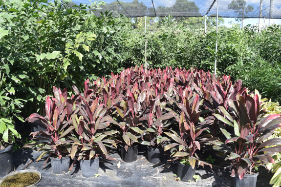 cordyline-florida-ti-plant-cordyline-terminalis-dracaena-terminalis