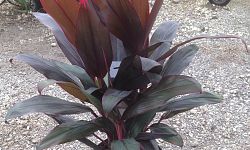 cordyline-florida-ti-plant-cordyline-terminalis-dracaena-terminalis