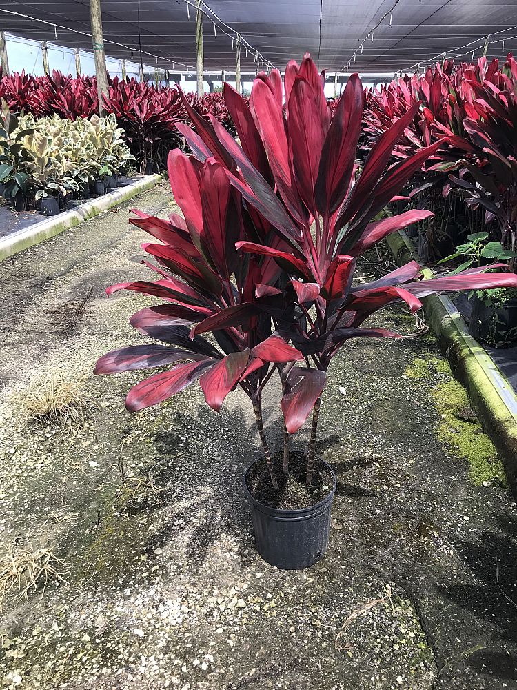 cordyline-florida-ti-plant-cordyline-terminalis-dracaena-terminalis