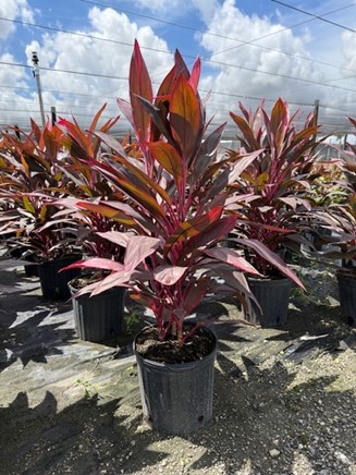 cordyline-florida-ti-plant-cordyline-terminalis-dracaena-terminalis