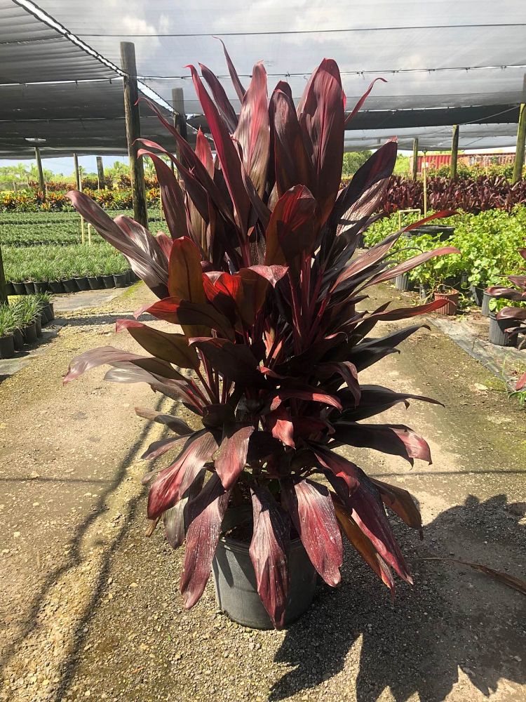cordyline-florida-ti-plant-cordyline-terminalis-dracaena-terminalis