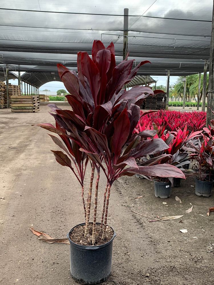 cordyline-florida-ti-plant-cordyline-terminalis-dracaena-terminalis