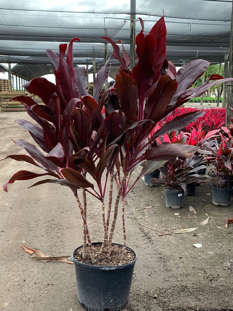 cordyline-florida-ti-plant-cordyline-terminalis-dracaena-terminalis