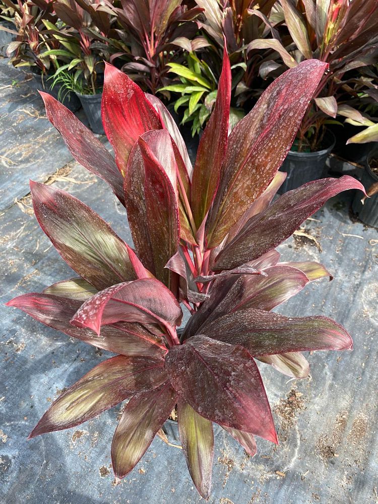 cordyline-florida-ti-plant-cordyline-terminalis-dracaena-terminalis