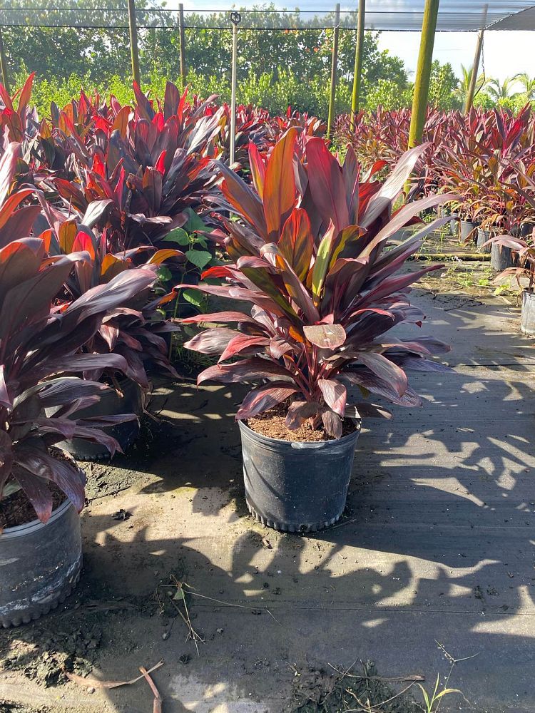 cordyline-florida-ti-plant-cordyline-terminalis-dracaena-terminalis