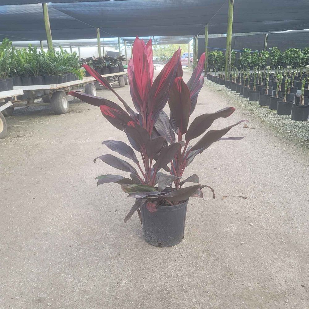cordyline-florida-ti-plant-cordyline-terminalis-dracaena-terminalis