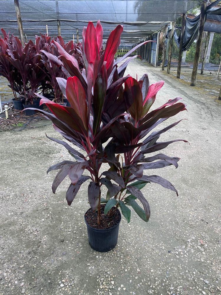 cordyline-florida-ti-plant-cordyline-terminalis-dracaena-terminalis