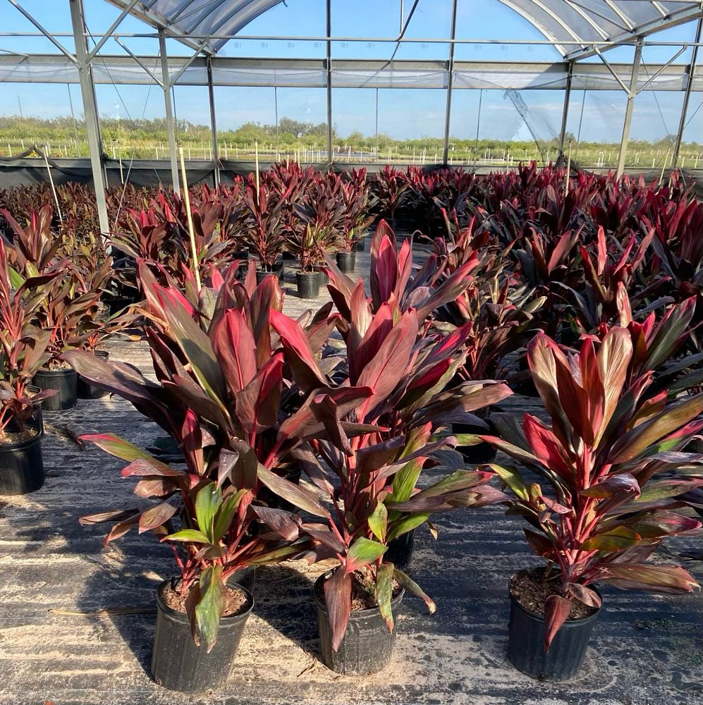 cordyline-florida-ti-plant-cordyline-terminalis-dracaena-terminalis