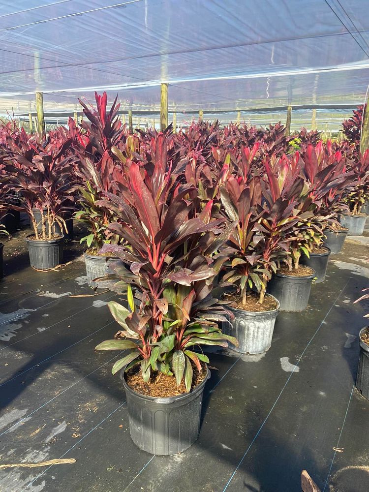 cordyline-florida-ti-plant-cordyline-terminalis-dracaena-terminalis