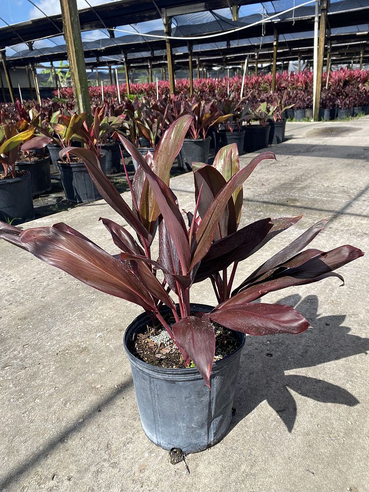 cordyline-florida-ti-plant-cordyline-terminalis-dracaena-terminalis