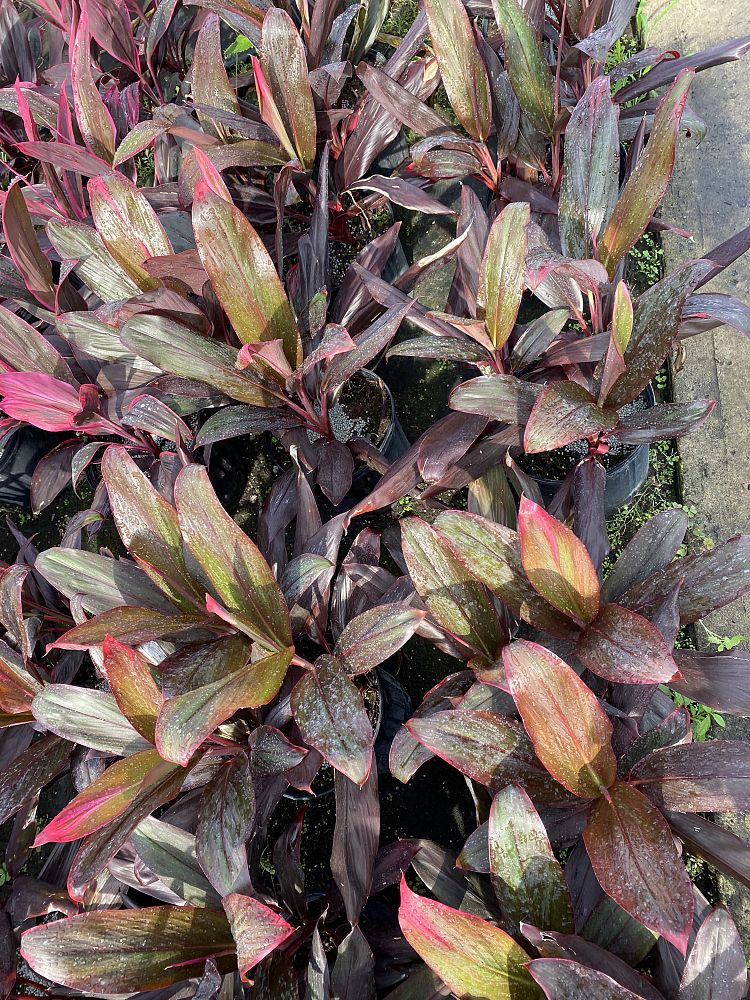 cordyline-florida-ti-plant-cordyline-terminalis-dracaena-terminalis