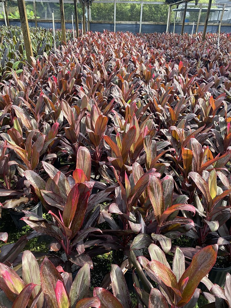cordyline-florida-ti-plant-cordyline-terminalis-dracaena-terminalis