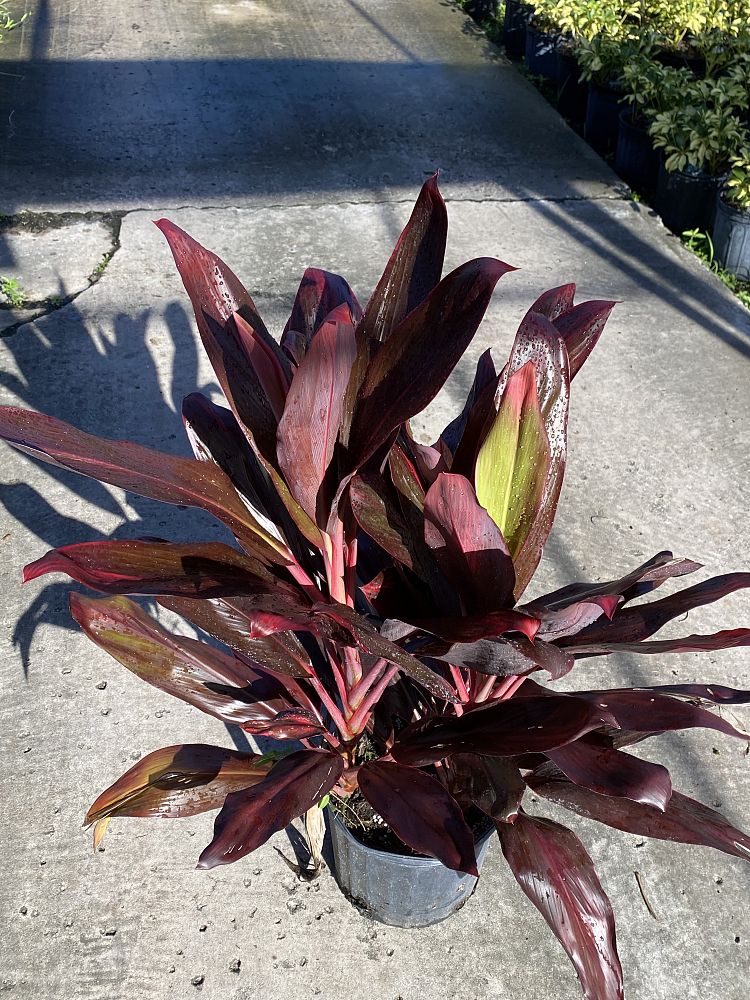 cordyline-florida-ti-plant-cordyline-terminalis-dracaena-terminalis