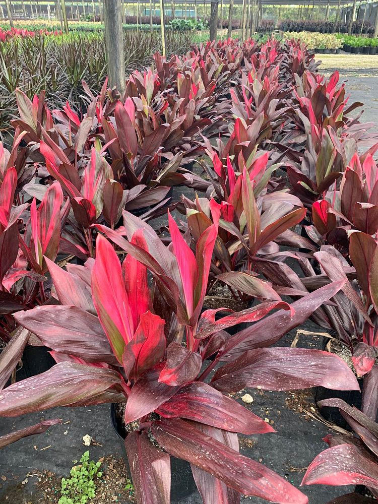 cordyline-florida-ti-plant-cordyline-terminalis-dracaena-terminalis