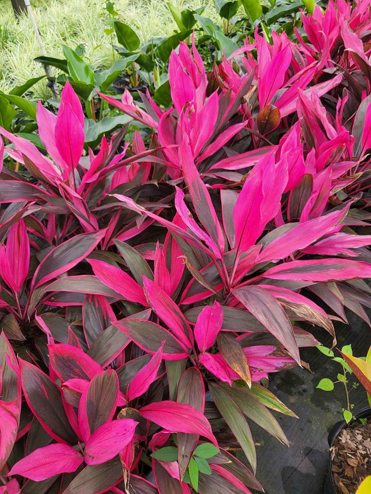 cordyline-florida-ti-plant-cordyline-terminalis-dracaena-terminalis
