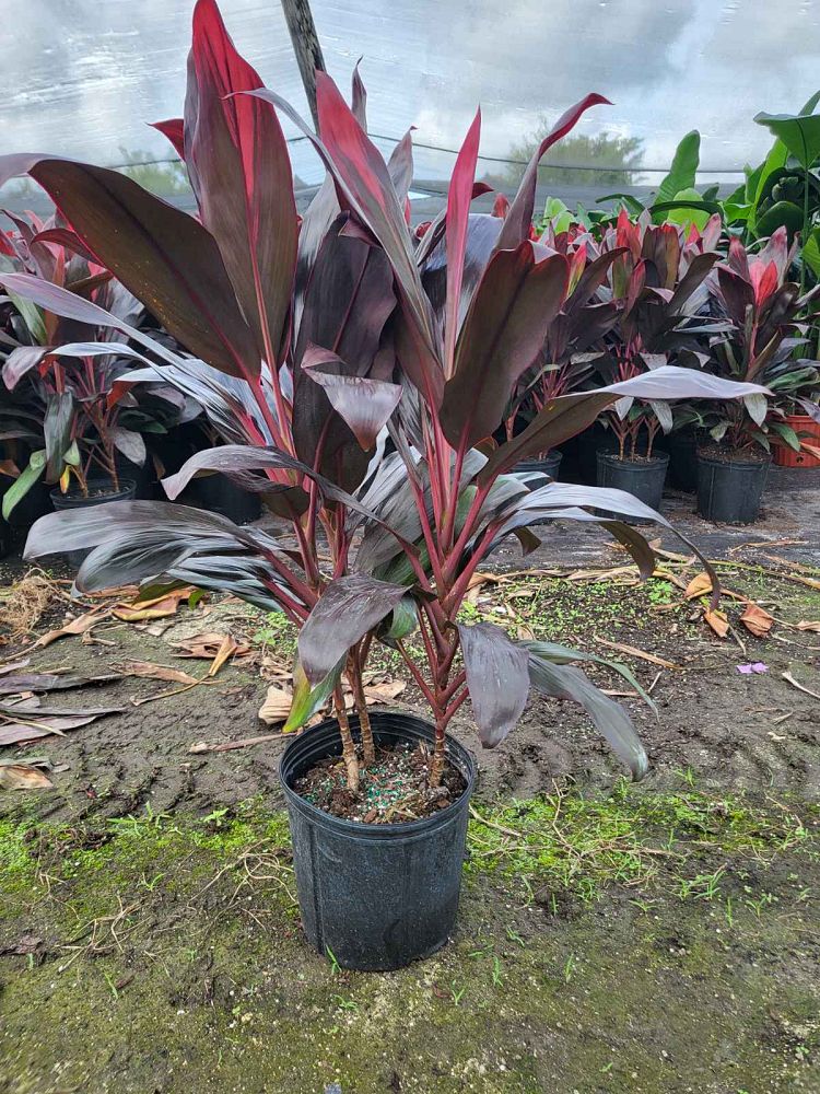 cordyline-florida-ti-plant-cordyline-terminalis-dracaena-terminalis