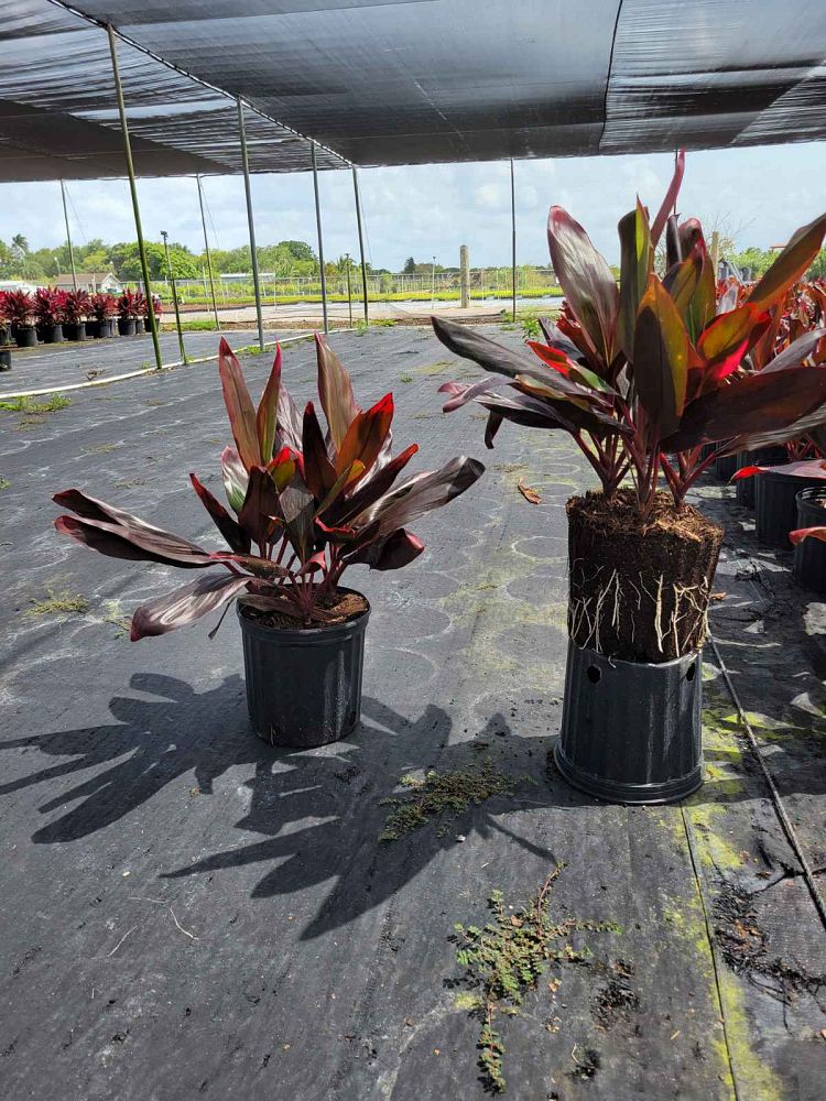 cordyline-florida-ti-plant-cordyline-terminalis-dracaena-terminalis