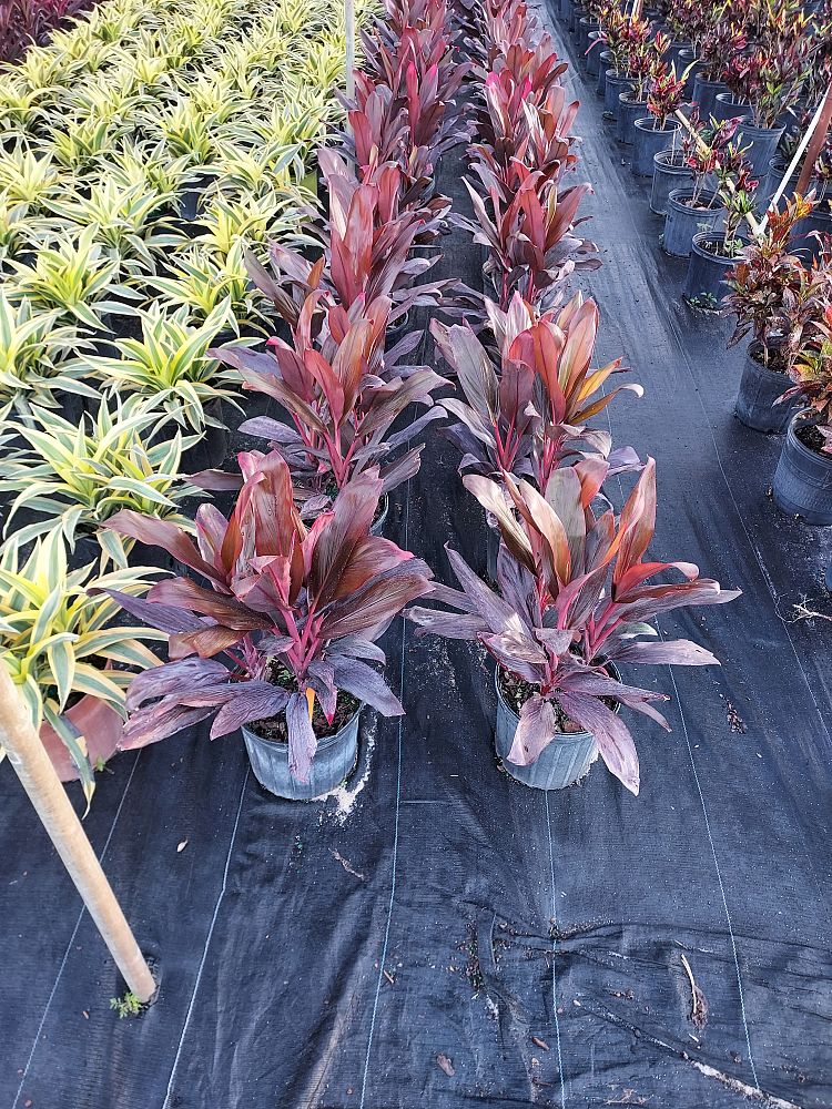 cordyline-florida-ti-plant-cordyline-terminalis-dracaena-terminalis