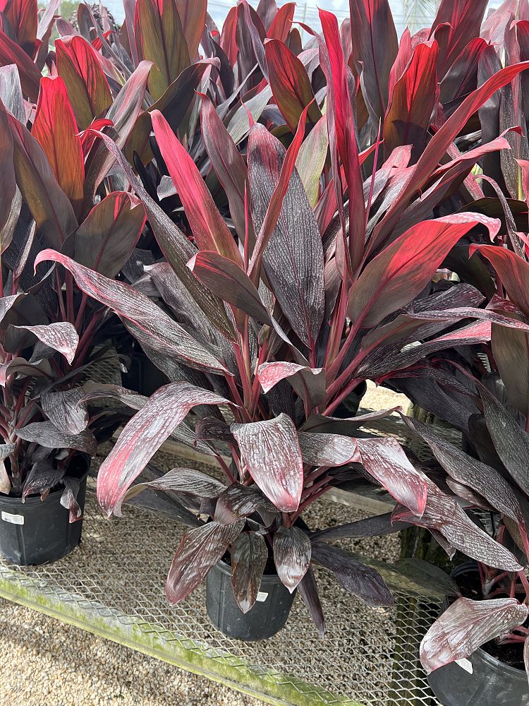 cordyline-florida-ti-plant-cordyline-terminalis-dracaena-terminalis