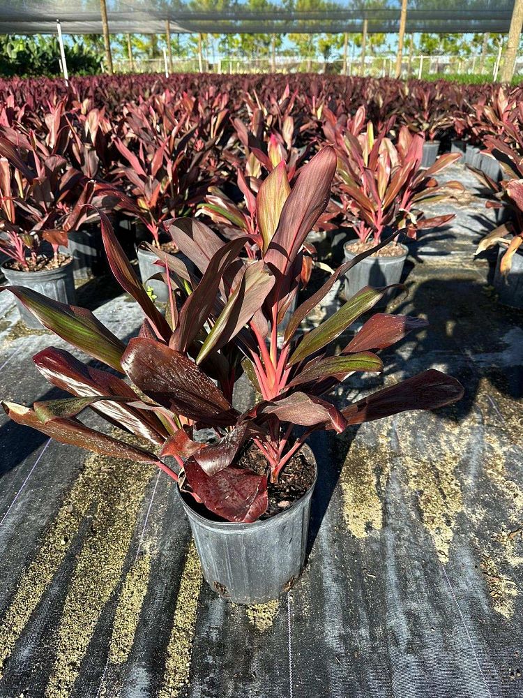 cordyline-florida-ti-plant-cordyline-terminalis-dracaena-terminalis