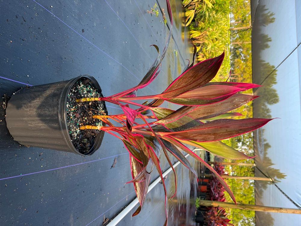 cordyline-florida-ti-plant-cordyline-terminalis-dracaena-terminalis