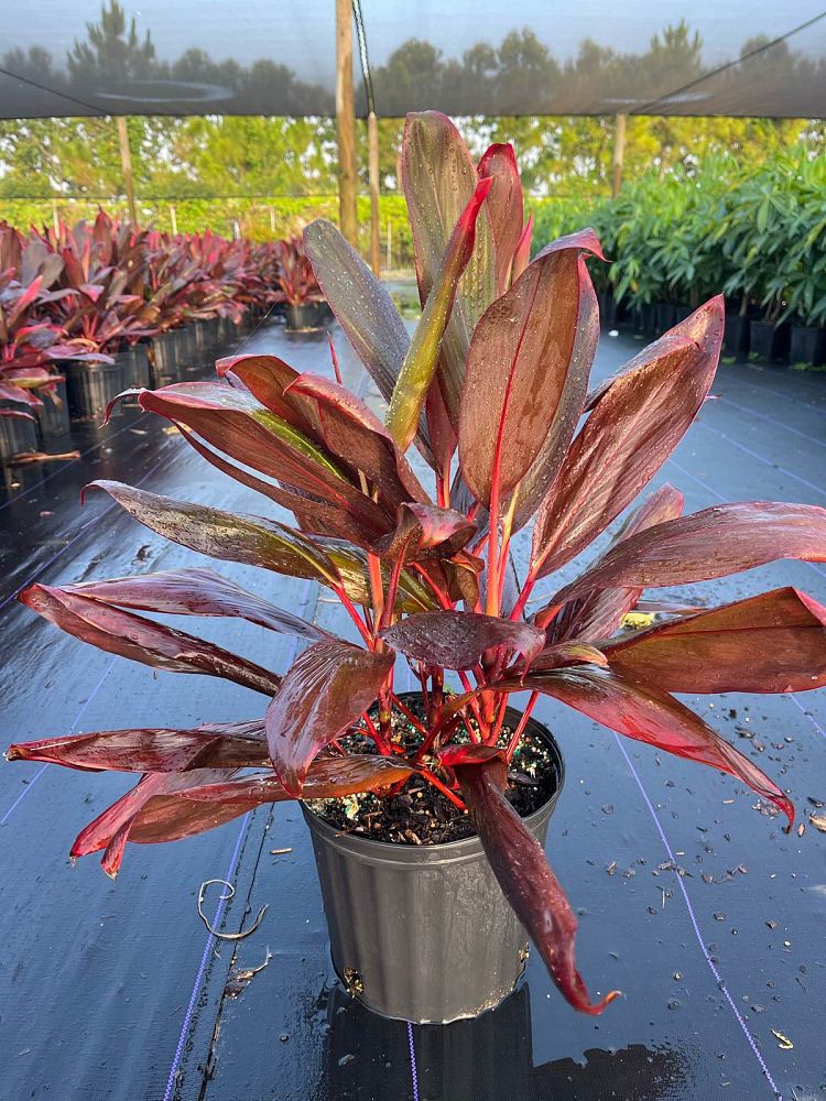 cordyline-florida-ti-plant-cordyline-terminalis-dracaena-terminalis