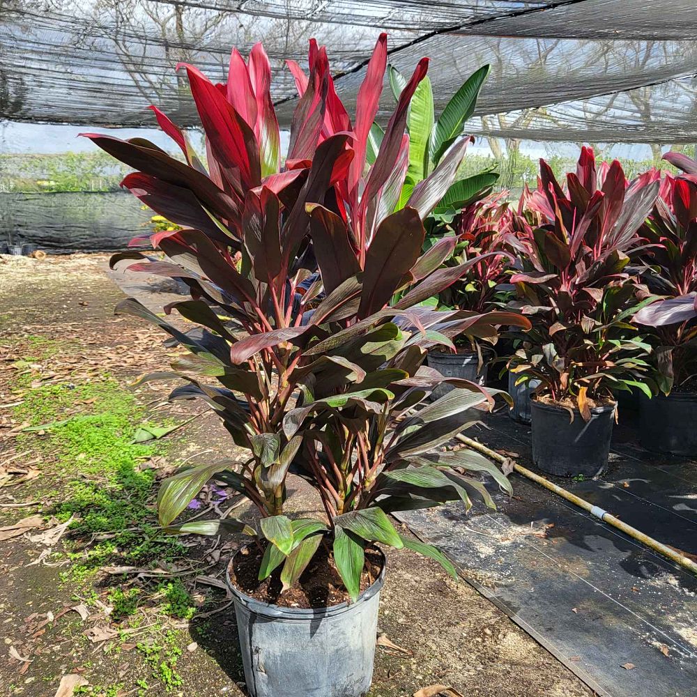 cordyline-florida-ti-plant-cordyline-terminalis-dracaena-terminalis