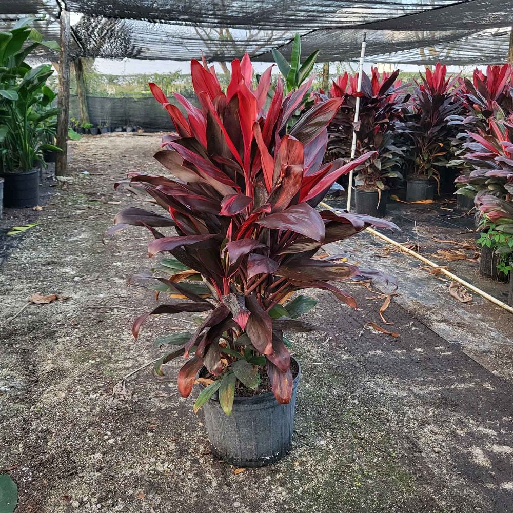 cordyline-florida-ti-plant-cordyline-terminalis-dracaena-terminalis