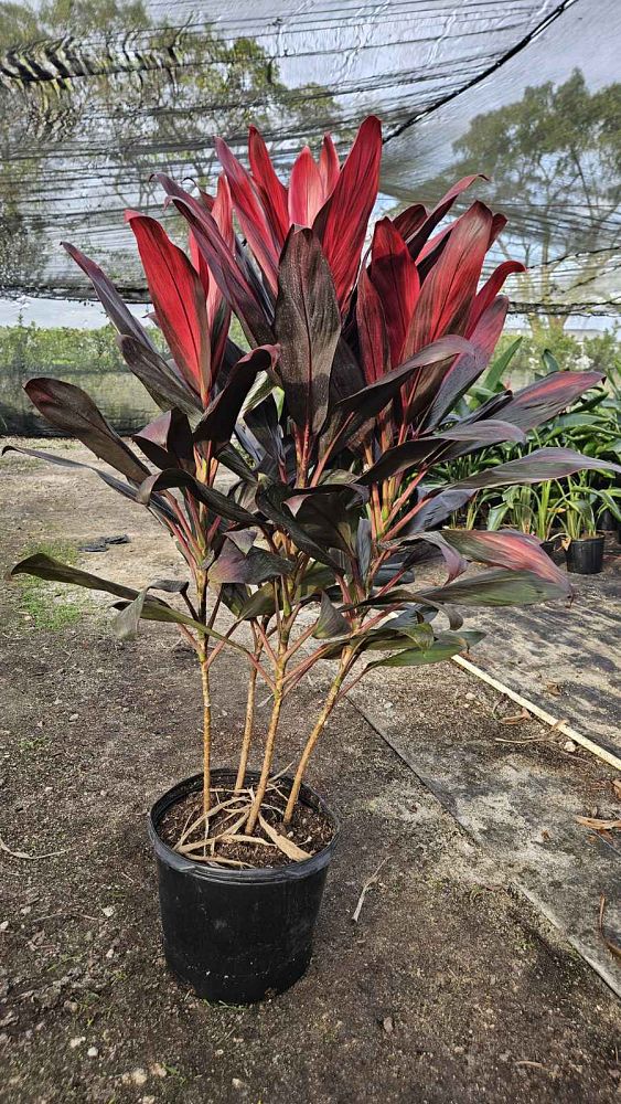 cordyline-florida-ti-plant-cordyline-terminalis-dracaena-terminalis