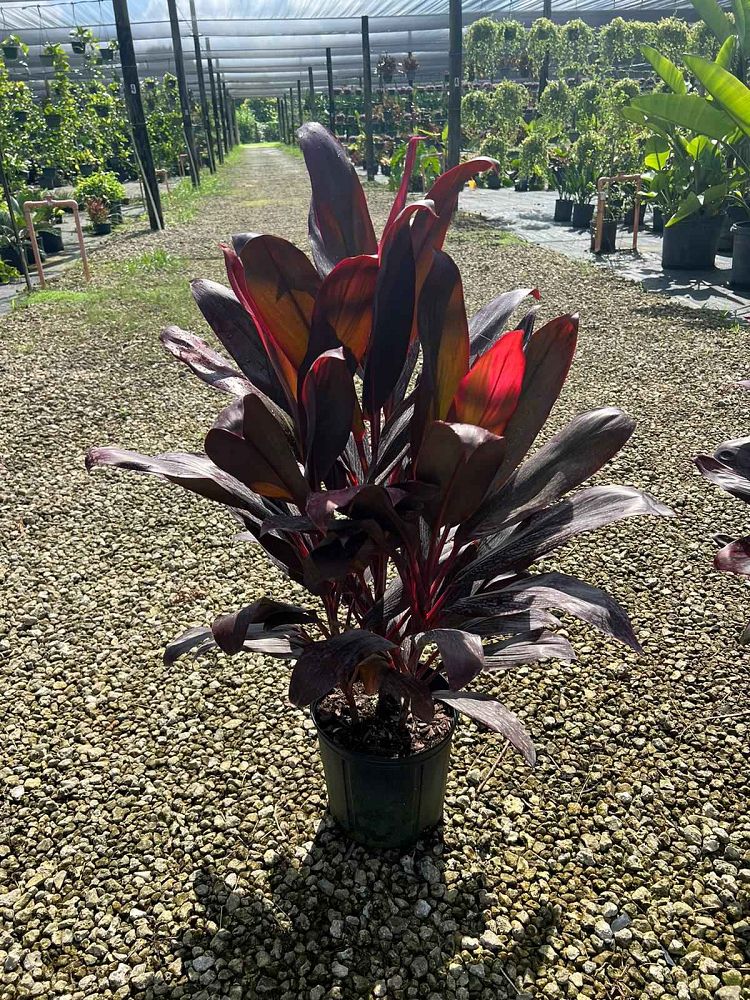 cordyline-florida-ti-plant-cordyline-terminalis-dracaena-terminalis