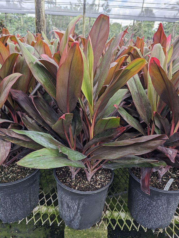 cordyline-florida-ti-plant-cordyline-terminalis-dracaena-terminalis