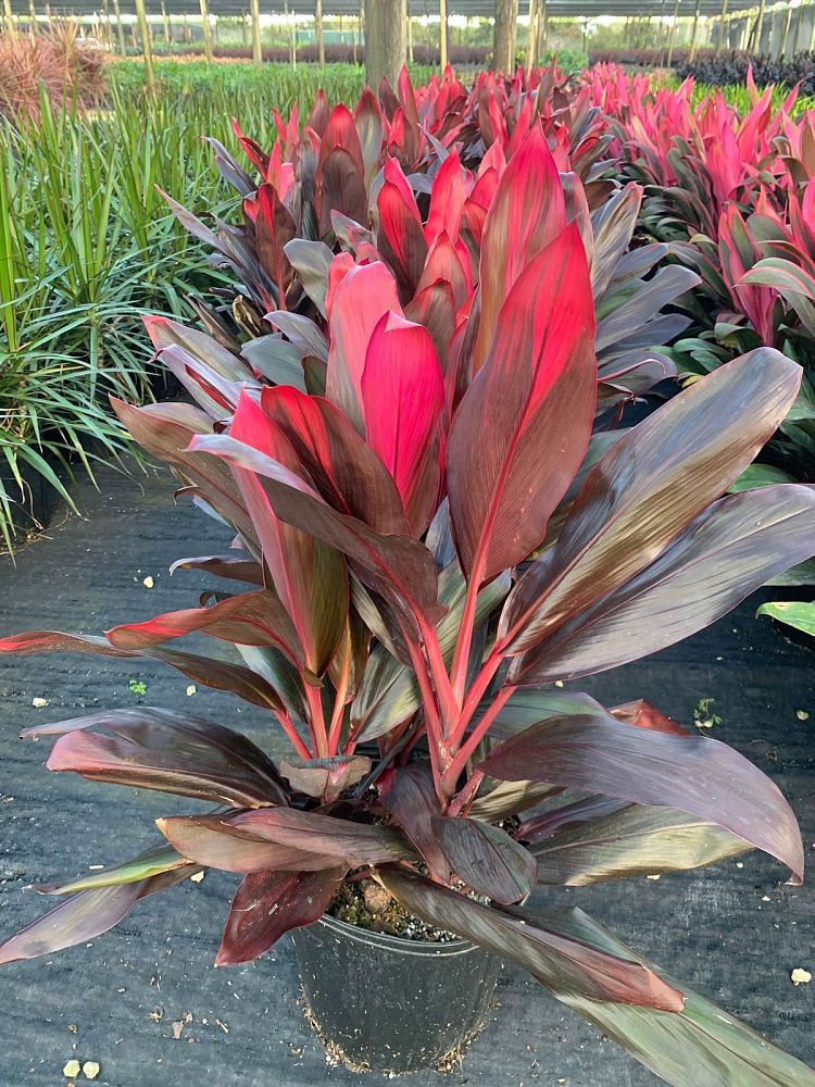 cordyline-florida-ti-plant-cordyline-terminalis-dracaena-terminalis