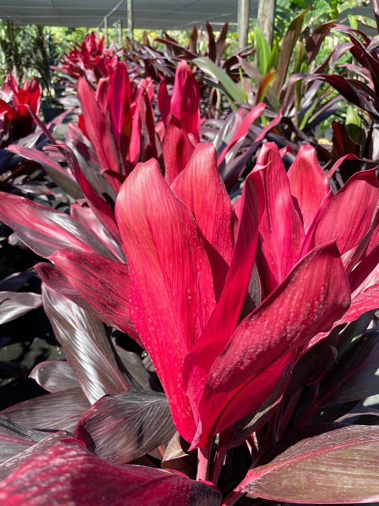 cordyline-florida-ti-plant-cordyline-terminalis-dracaena-terminalis