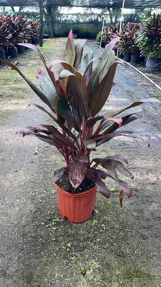 cordyline-florida-ti-plant-cordyline-terminalis-dracaena-terminalis