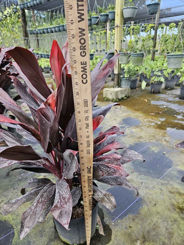 cordyline-florida-ti-plant-cordyline-terminalis-dracaena-terminalis