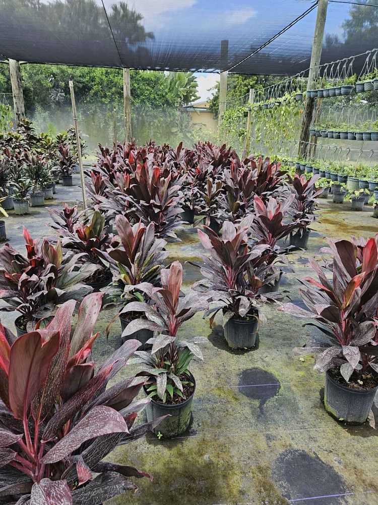 cordyline-florida-ti-plant-cordyline-terminalis-dracaena-terminalis