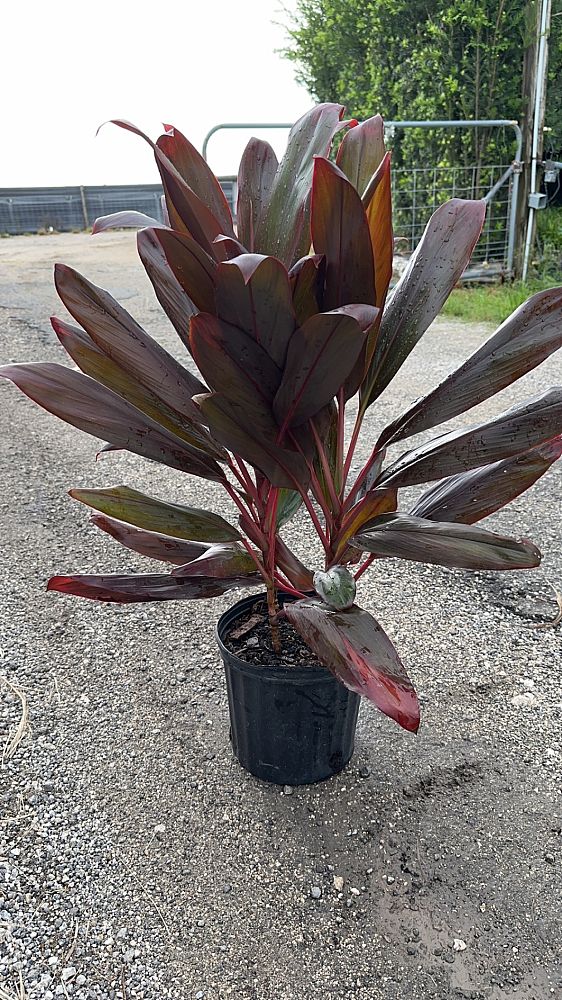 cordyline-florida-ti-plant-cordyline-terminalis-dracaena-terminalis