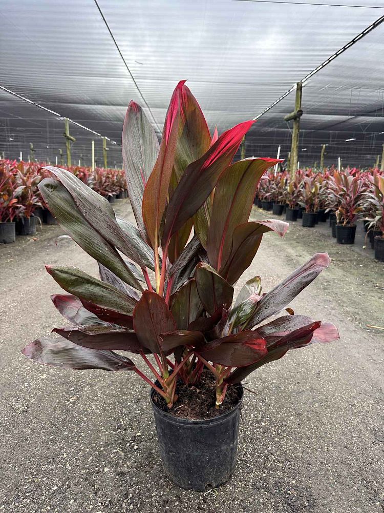 cordyline-florida-ti-plant-cordyline-terminalis-dracaena-terminalis