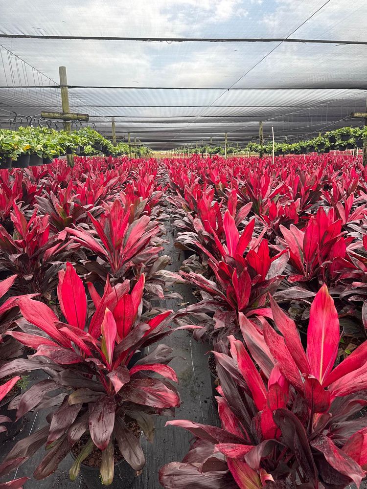 cordyline-florida-ti-plant-cordyline-terminalis-dracaena-terminalis