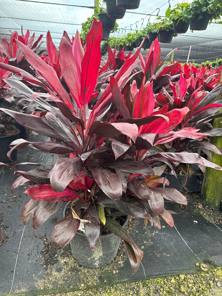cordyline-florida-ti-plant-cordyline-terminalis-dracaena-terminalis