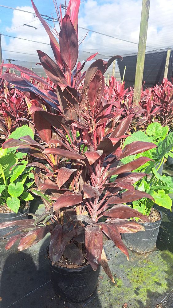 cordyline-florida-ti-plant-cordyline-terminalis-dracaena-terminalis