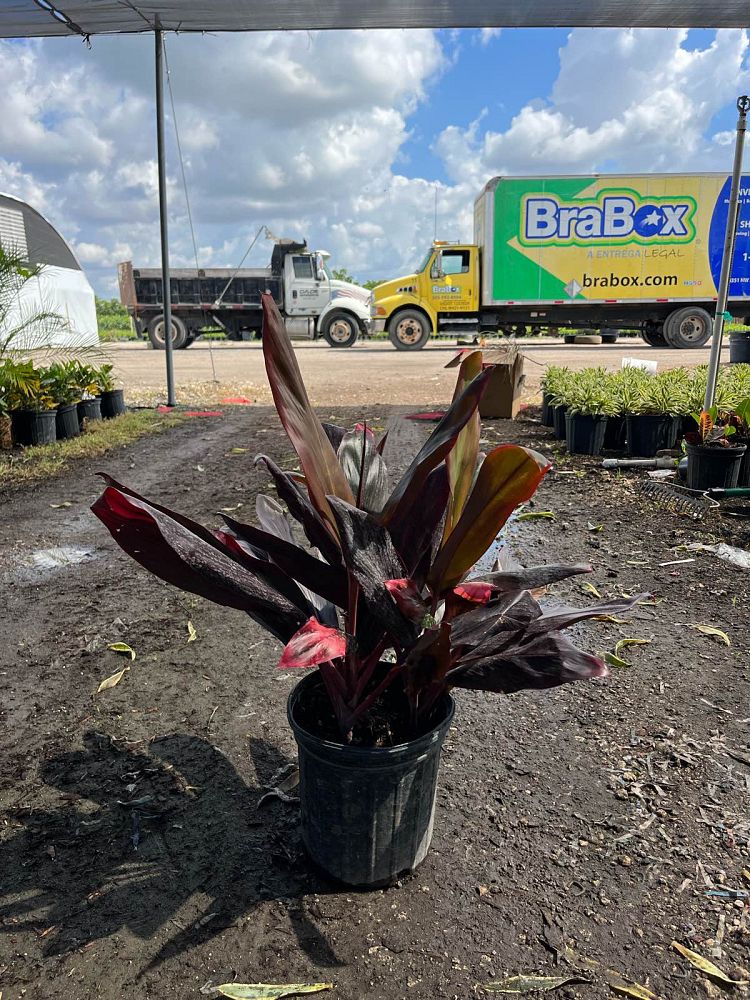 cordyline-florida-ti-plant-cordyline-terminalis-dracaena-terminalis
