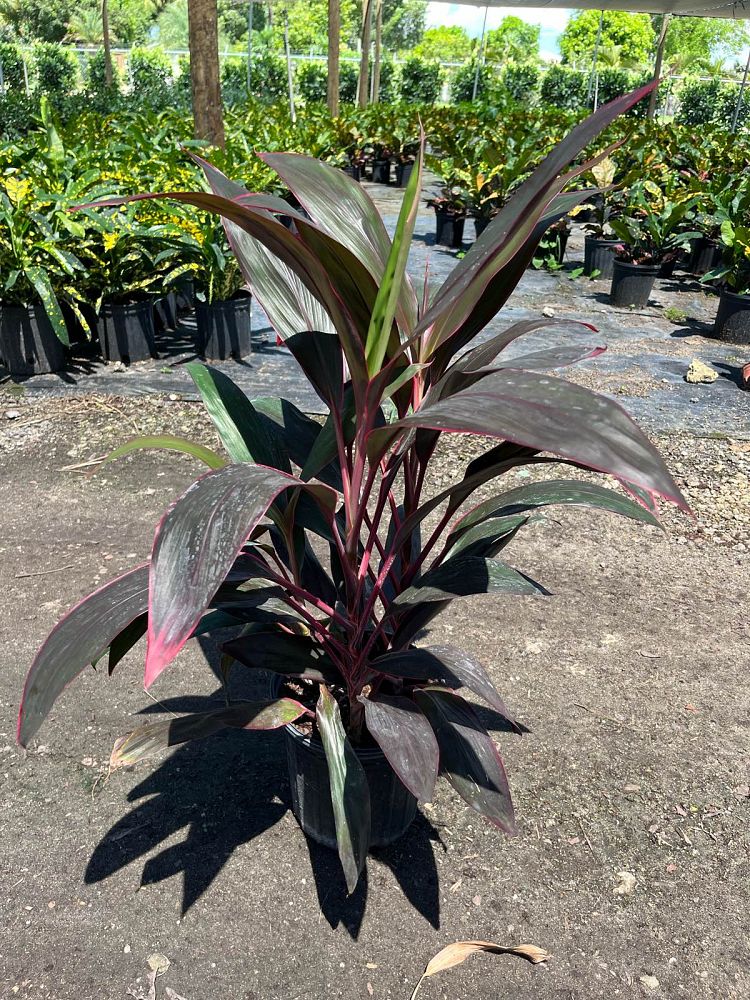 cordyline-florida-ti-plant-cordyline-terminalis-dracaena-terminalis