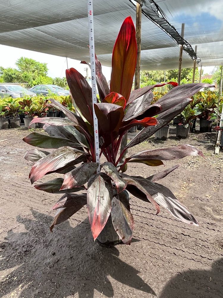 cordyline-florida-ti-plant-cordyline-terminalis-dracaena-terminalis
